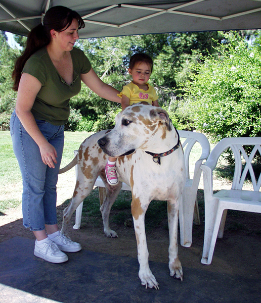 Kid riding 2024 great dane